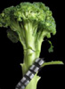 Chewbroccoli's Avatar